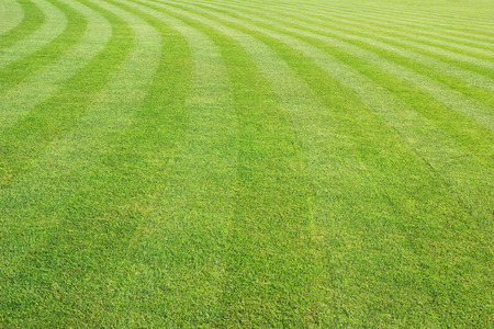 41326830 - mowed lawn background